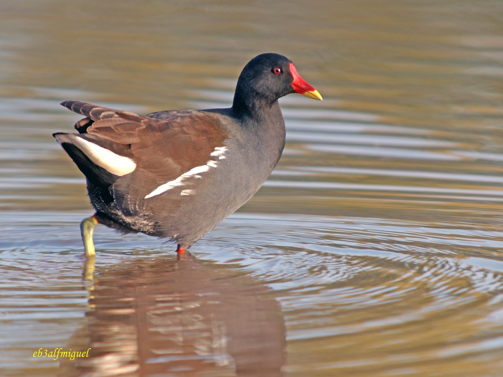 MIS AMIGAS LAS AVES: Gallineta común (Gallinula chloropus)