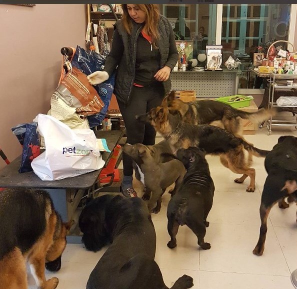 Desert Girl on Kuwait Dog Boarding Services Ghalya's Dog Paradise