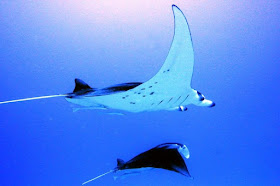 Off the hook: Manta ray asks divers for helping hand