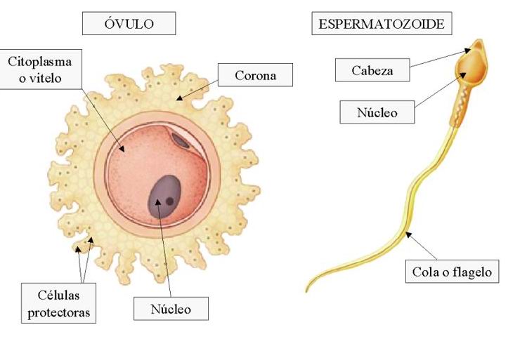 gametos ovocitos y espermatozoides