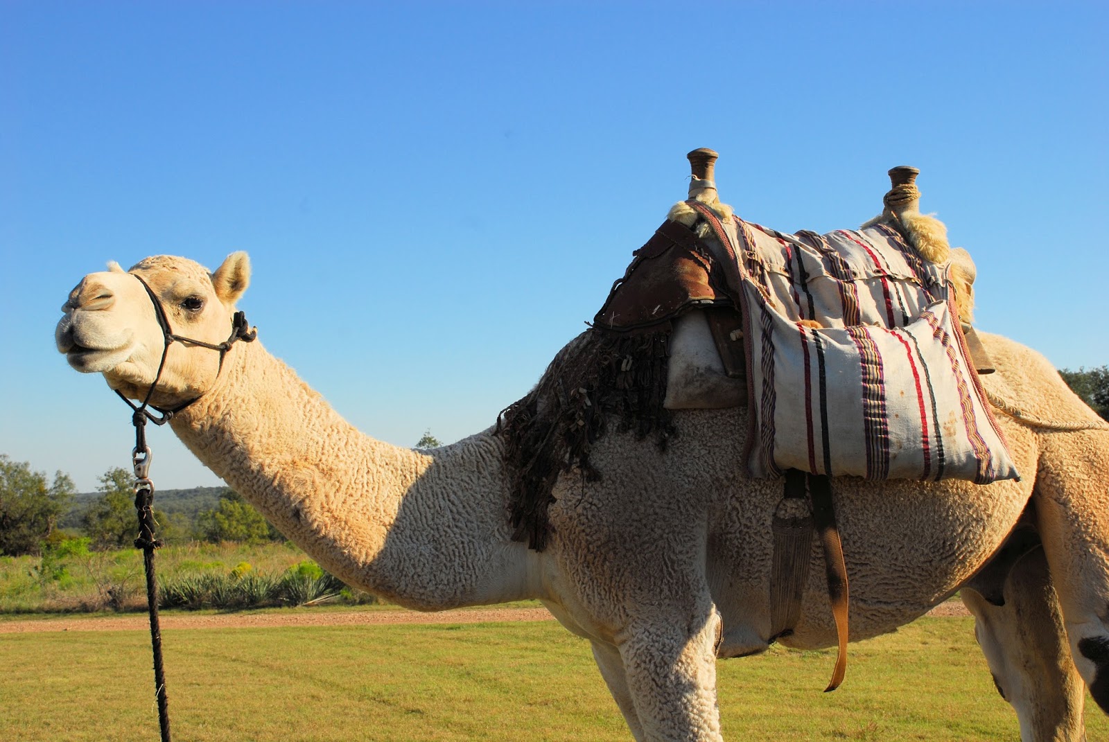 Texas Mountain Trail Daily Photo Be a Part of the Texas Camel Corp