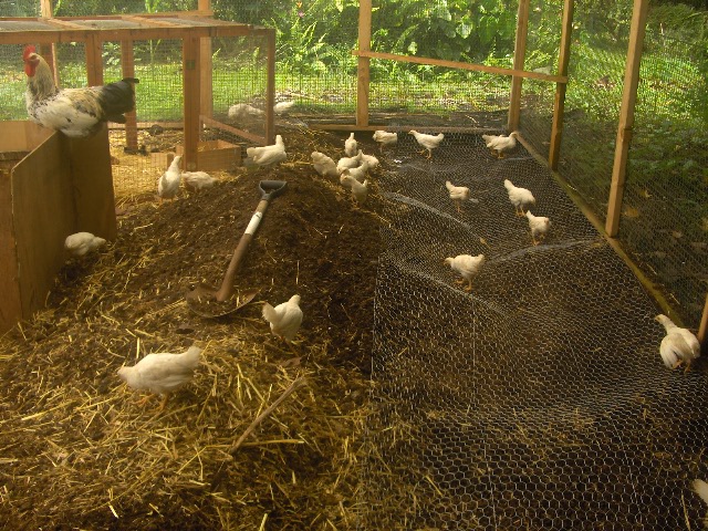 Kim CS Chang/ Natural Farmer: Put wire on the chicken coop floor
