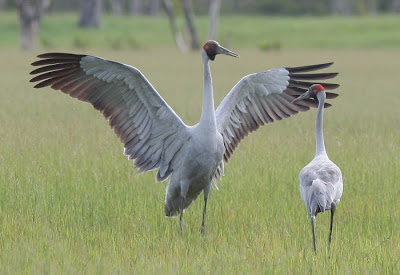 brolga5.jpg