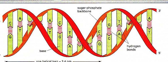 DNA double stance structure DNA double stance structure