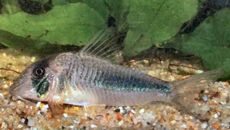 Corydoras Amapaensis – Zırhlı Kedi Balığı Resimleri