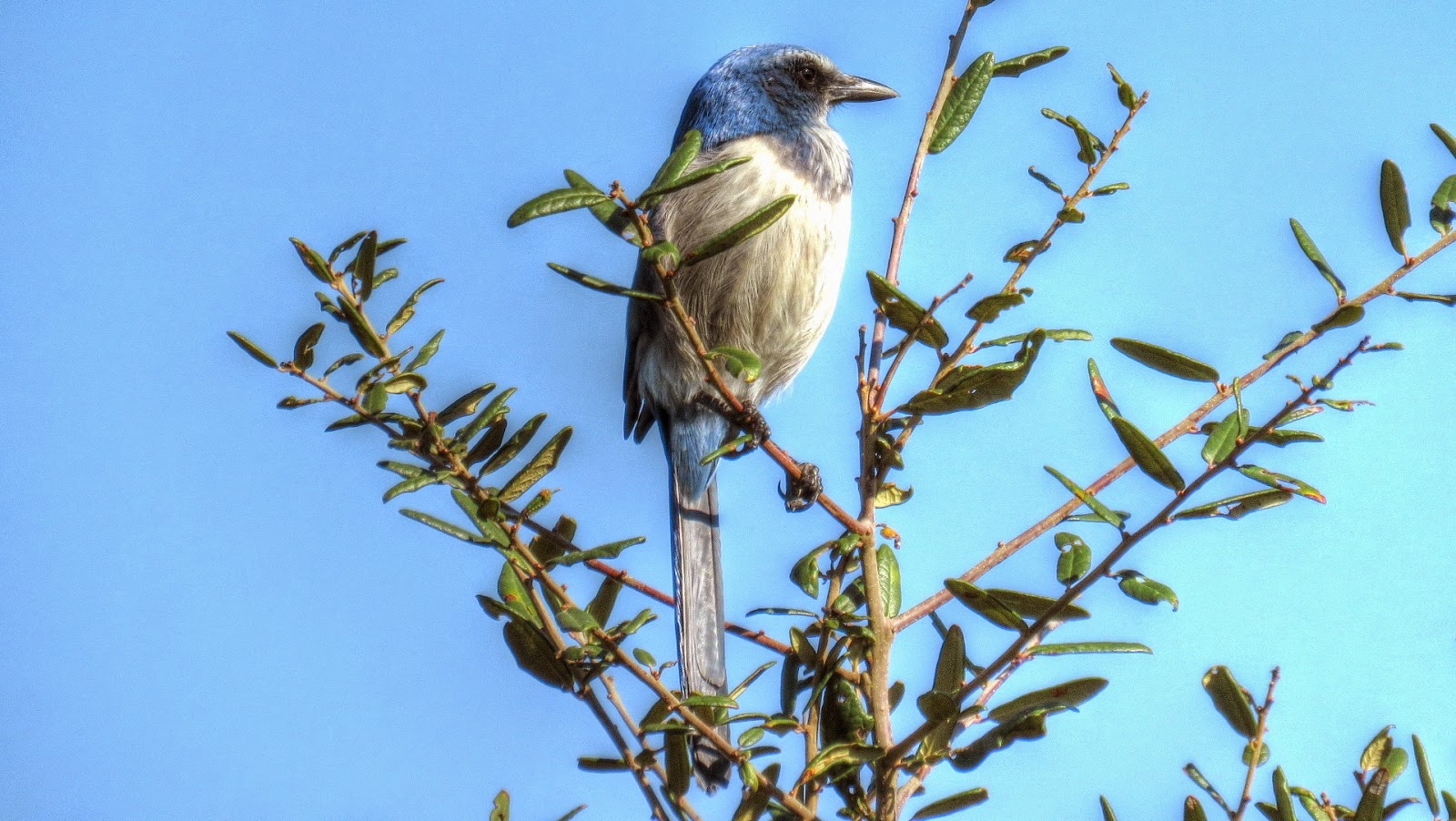 Backyard Birding....and Nature Florida Scrub Jay