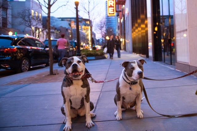 best road trips from chicago with dogs