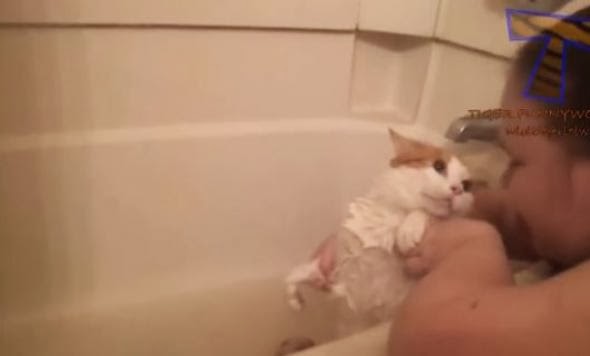 ΒΙΝΤΕΟ-Οι γάτες μισούν το μπάνιο