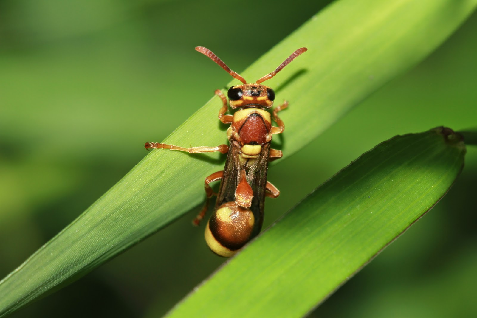 台灣胡蜂 : Vespula arisana (Sonan, 1929)阿里山黃胡蜂