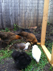 chicken coop five 5x6 journey florida amish coops