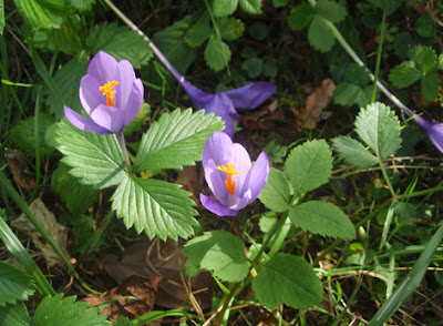 crocus silvestres o azafranes