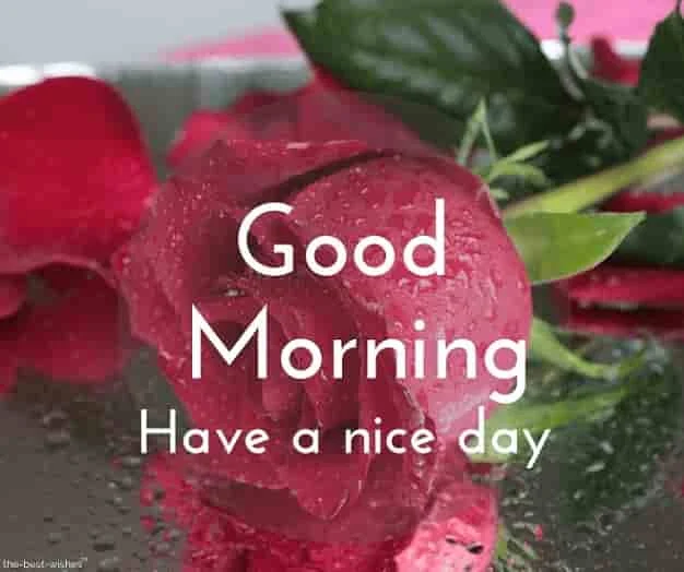 good morning images with red rose
