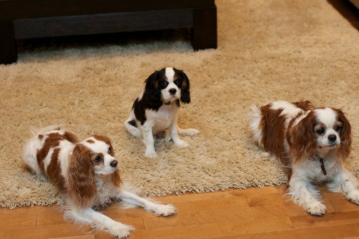 Juicy Dog Couture Small Dogs That Are Easy To Train