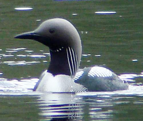 Black-throated loon images