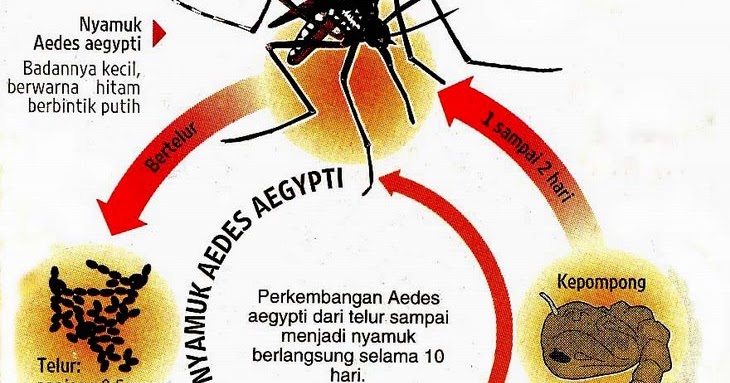 Show up now: MORFOLOGI NYAMUK AEDES AEGYPTI