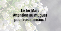  Le 1er Mai : Attention au muguet pour vos animaux !