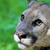 Long Vanished Eastern Puma Has Been Added To The Extinction List
