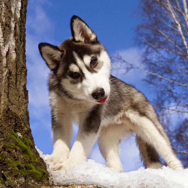 White Wolf 15 Cute Husky Puppy Pictures Are Going To