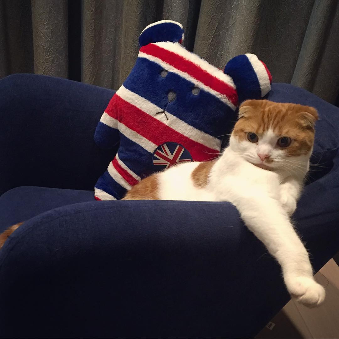 강지영네 고양이 인스타계정 팔로한 구하라 | 인스티즈