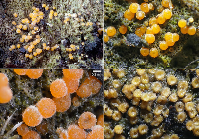 Hydropisphaera peziza