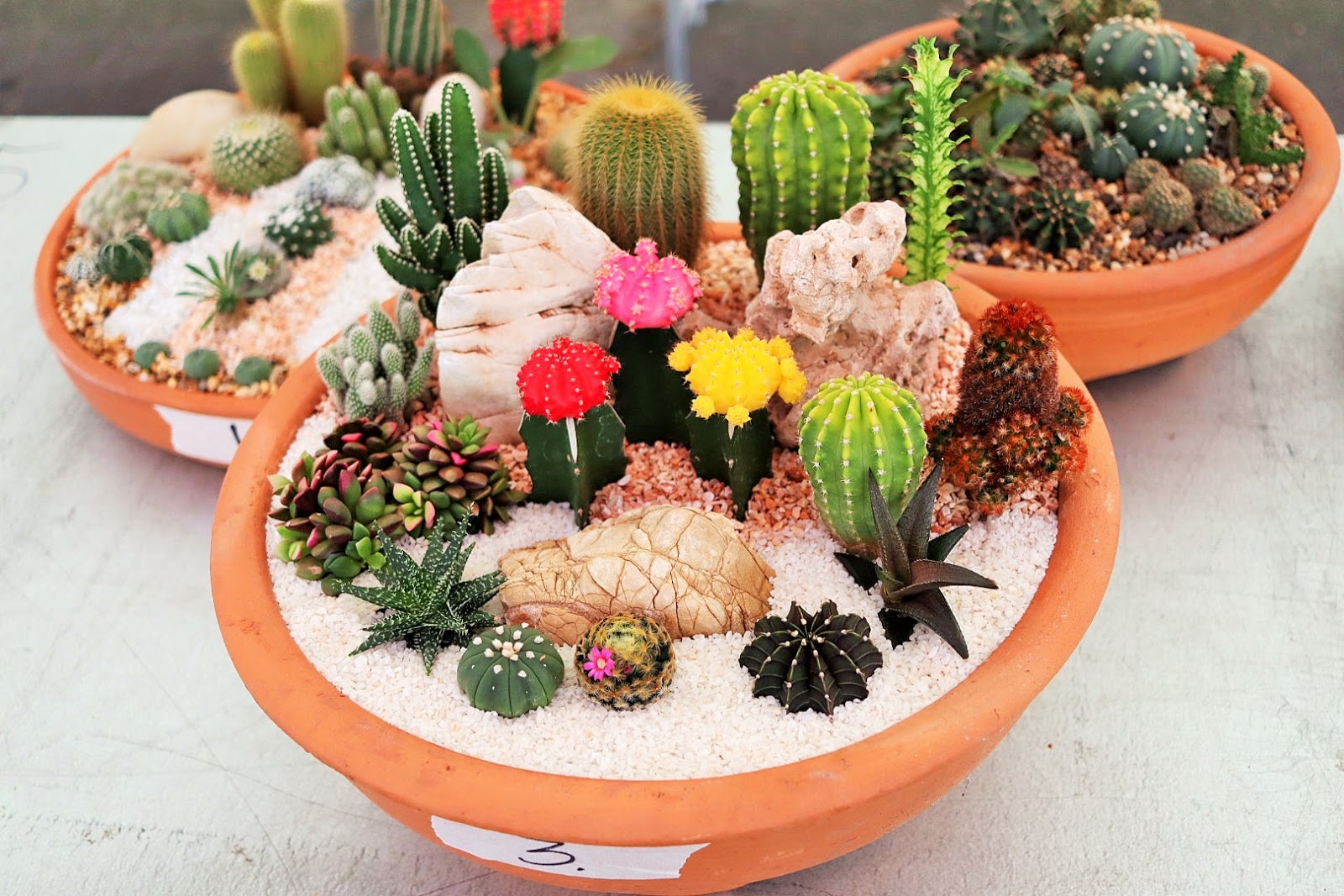 รวมสวนถาดสวย ๆ ไว้เพื่อมาเป็นแนวทาง ในการจัดสวนถาดหลังบ้าน ด้วยตนเอง