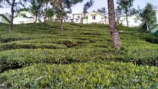 United 21 Ooty tea plantation