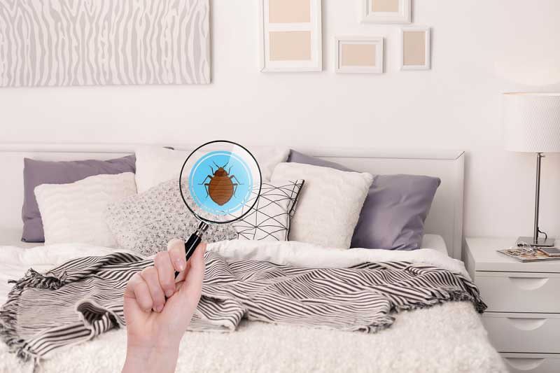 Bed Bug Exterminator