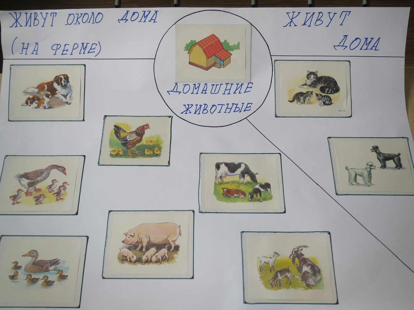 проект животных подготовительная группа