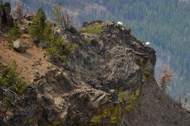 two mountain goats on the edge