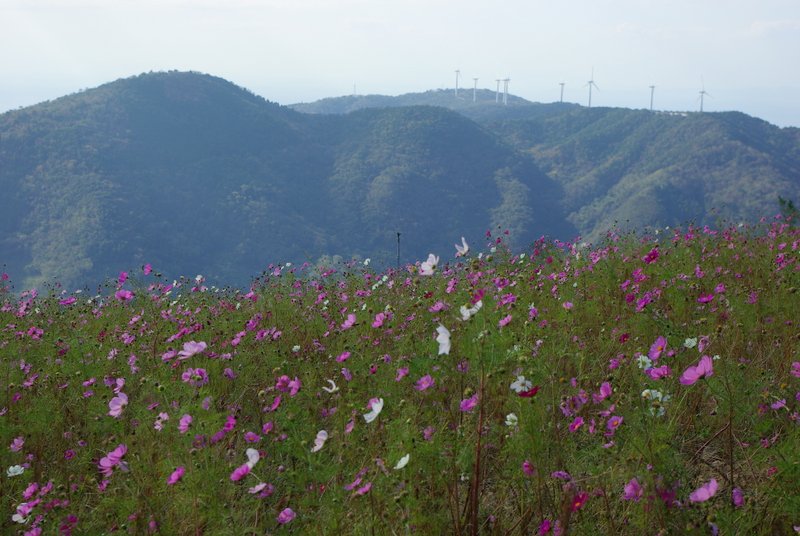 遊機秘路 少し遅かったかな 鷲ヶ峰コスモスパーク