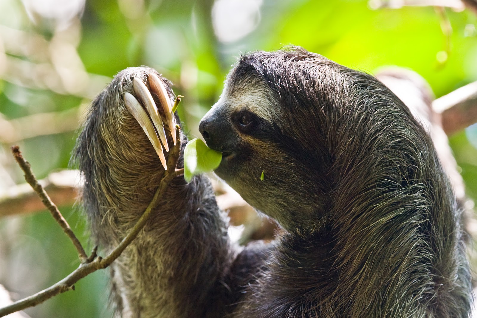 Mammals Animals: MC Drei-Finger-Faultier
