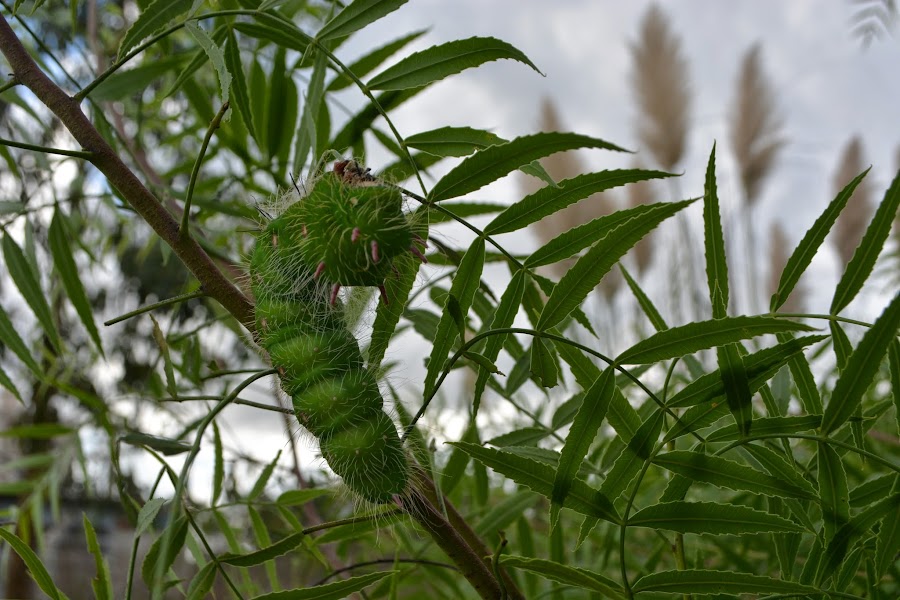 Aguaribay. Pimentero. Pimienta rosa. Oruga