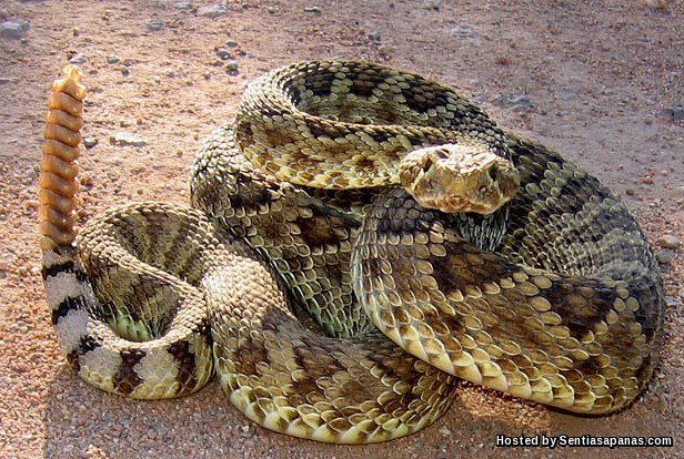Gambar Ular Paling Seram