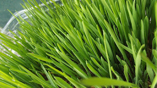 wheat-grass