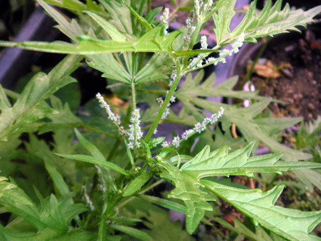 Urtica cannabina