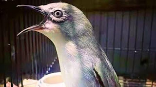 Pleci Suara Serak mengatasi pleci yang bersuara serak