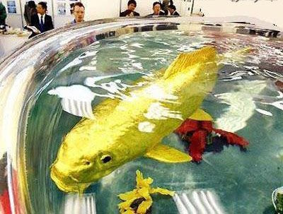 Ikan Mas Terbesar Di Dunia Yang Pernah Ditemukan Carabuas