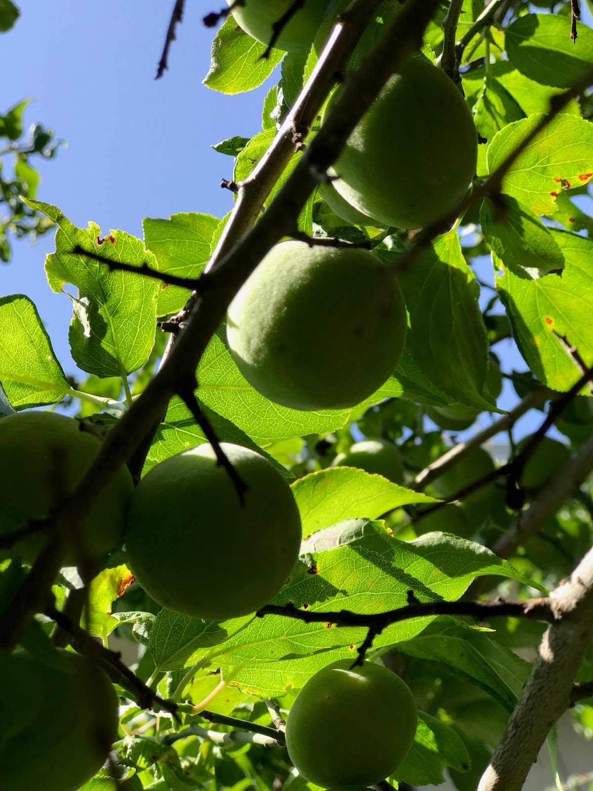 Koto Englishspeaking Volunteer Guide Association Season of the plum rain