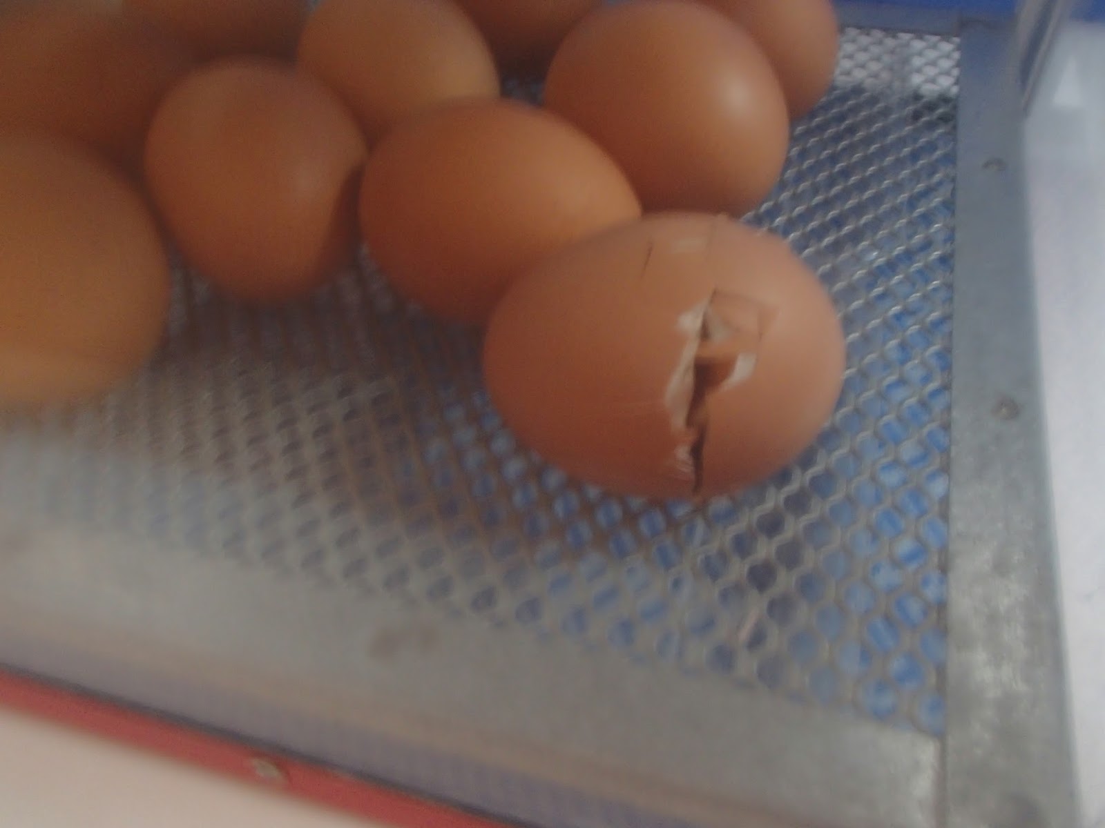 Uxbridge Early Learning Centre Blog Chickens!!