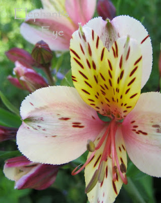 Finely serrated petals on Alstroemeria