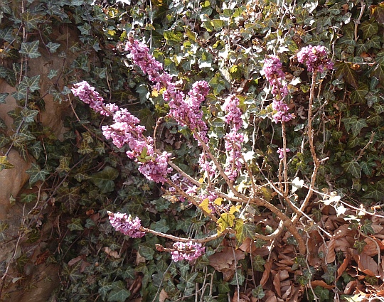Wawrzynek wilczełyko (Daphne mezereum) - najpierw kwitnie, potem wypuszcza liście.