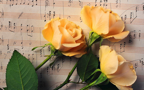 Rosas hermosas - Beautiful roses