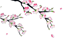 Dian Yang Tak Kunjung Padam Aneka Animasi  Bunga  Sakura 
