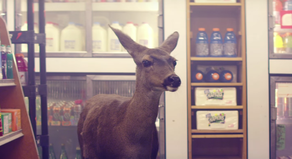 Deer in The Headlight? Apa Maksudnya dan Darimana Munculnya? My Blog