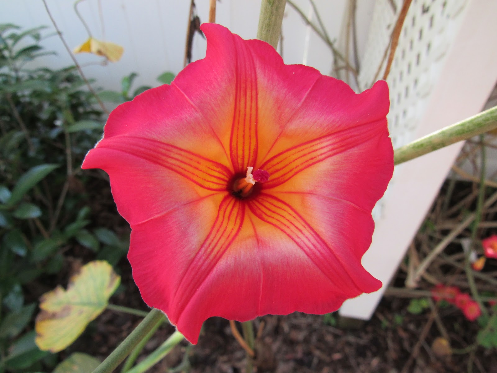 TM Gallery Walsingham Botanical Garden February 8, 2017