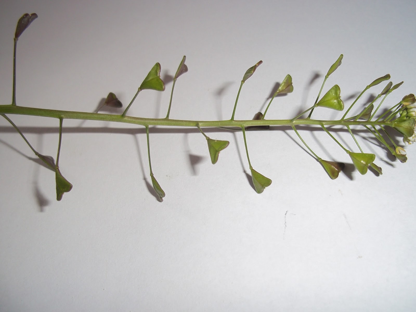 Foraging Shepherd's Purse and Homemade Shepherd's Purse Tincture Recipe