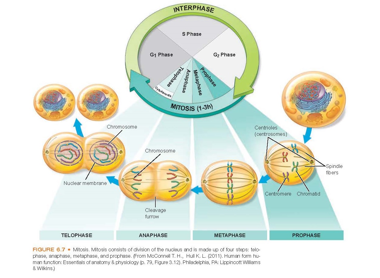 Знание какой ботанической науки изучает деление клетки