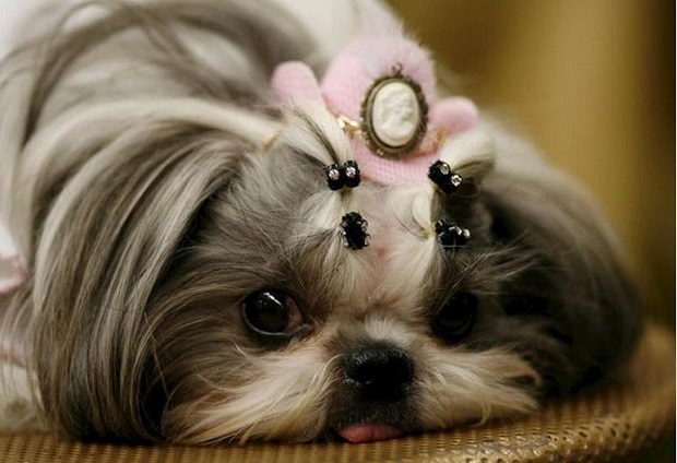 Cachorro shih tzu