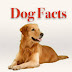 Important Facts Every Dog Owner Should Know 
