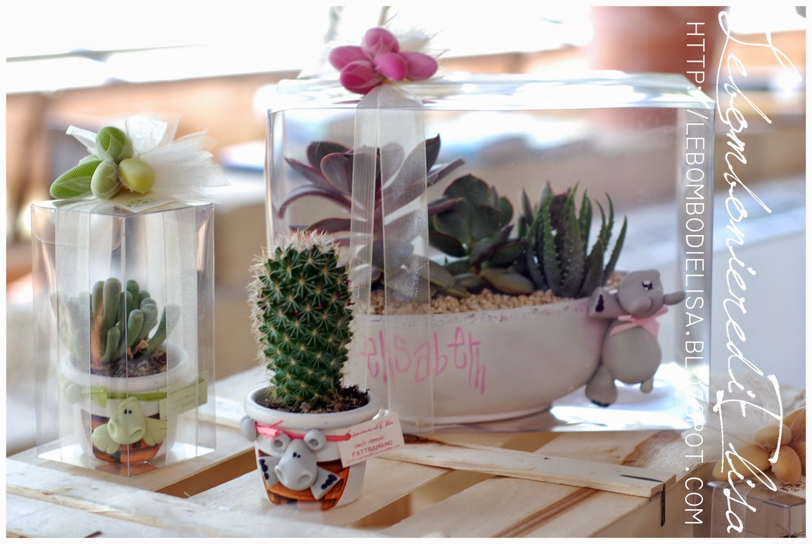 Bomboniera con Piante Grasse Succulente e Mini Cactus in Vasetto di  Ceramica Bianco con Nomi e Data